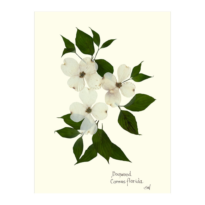 Pressed Botanical Set by Sandy Whitaker, Antique Gold, 42.5" H x 51.75" W
