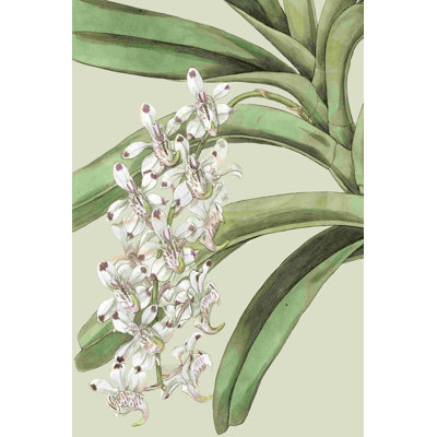 Orchidée I