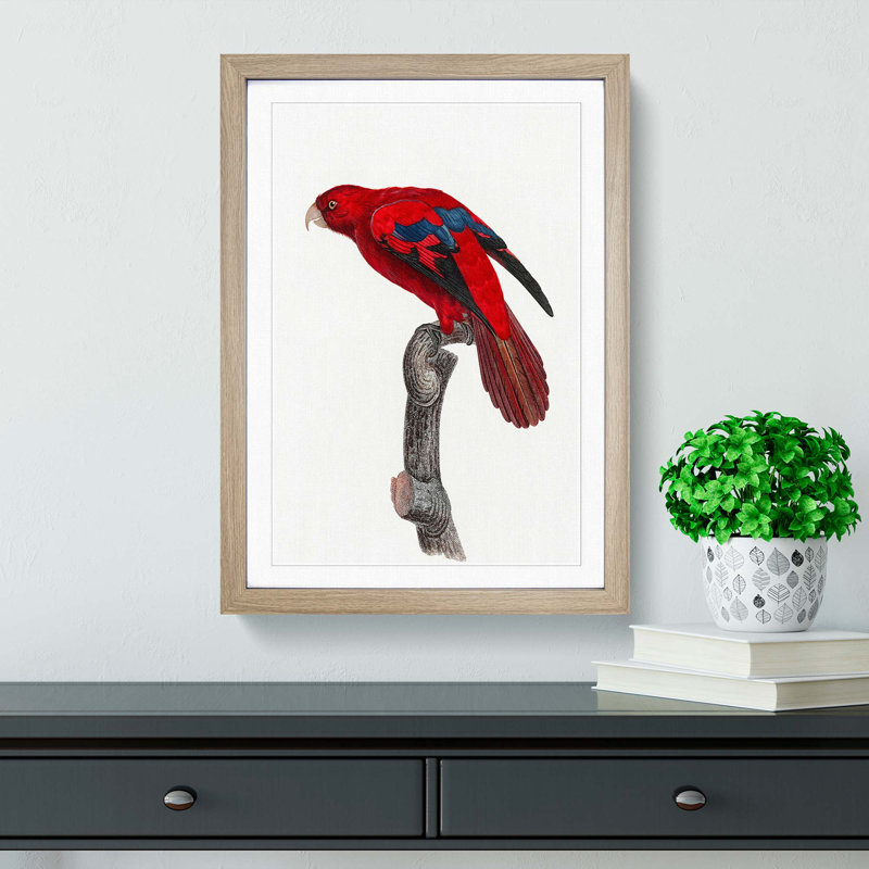 Red Lory by F. Levaillant - Picture Frame Painting Print, Oak Framed, 65cm H x 48cm W x 2cm D