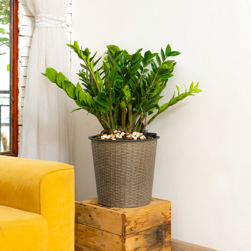 13 In. Gray Self-Watering Planter - Nourishes Plants Continuously, Construction, Stabilized Handcrafted , Protected , Function