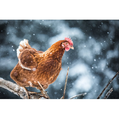 Domestic Eggs Chicken On A Wood Branch During Winter Storm. - Wrapped Canvas Print