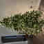 Customer photo 2 of 2