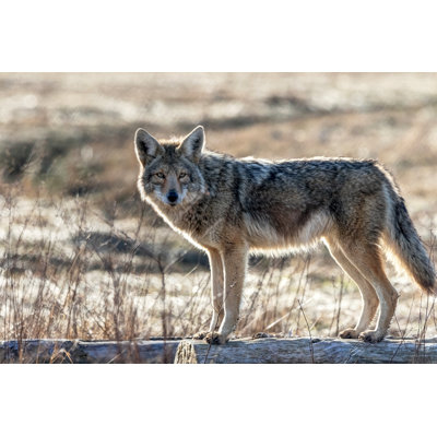 " Coyote " by Jamesvancouver
