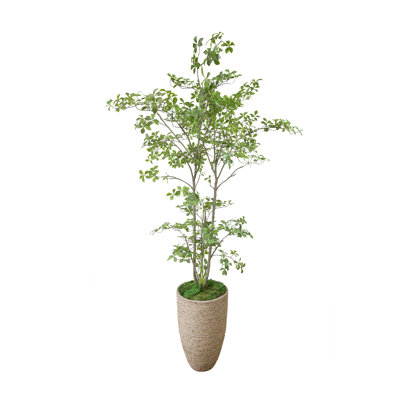 Bonsai Tree In Rope Planter