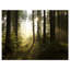 «Early Morning Sun in Misty Forest», reproduction de photo sur toile-33219966-26127742