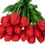 Tiges de tulipes