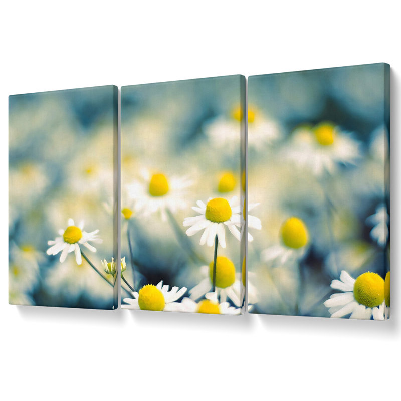 Chamomile Flowers Macro - 3 Piece Wrapped Canvas Print, 81.3cm H x 163cm W
