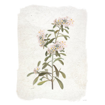 Weathered Crambe