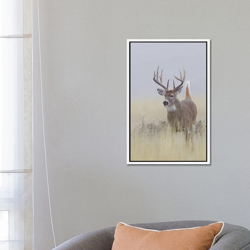 White-tail Deer Buck by Ken Archer - Gallery-Wrapped Canvas Giclée on Canvas, White Framed, 66.04 cm H x 45.72 cm W