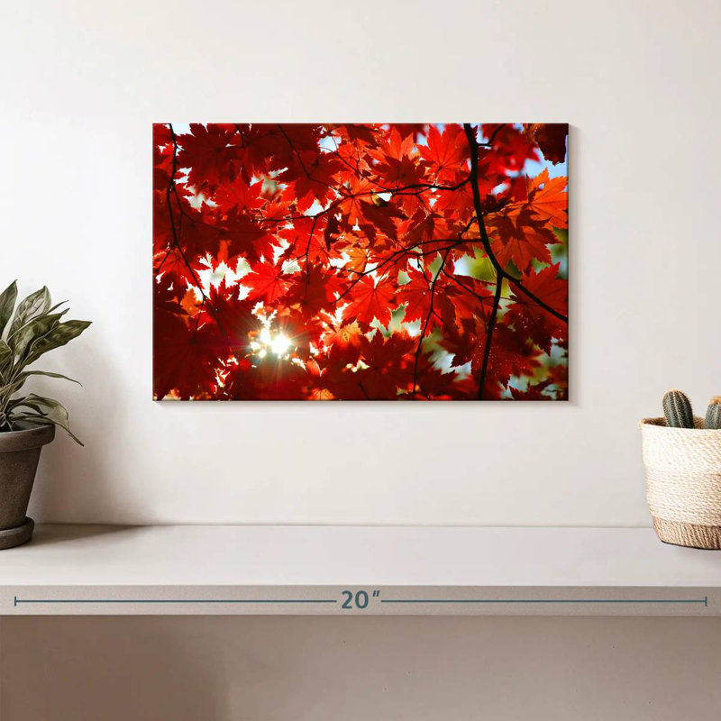 Maple Leaves