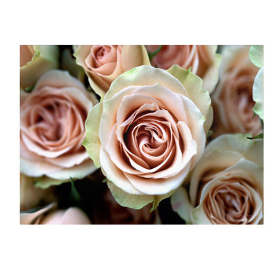 « pâle rose roses », reproduction de photo sur toile encadrée