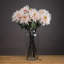 Anastasija Arrangement