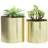 Jaspal Brushed Brass Plated Pot Planter Indoor-1839781903