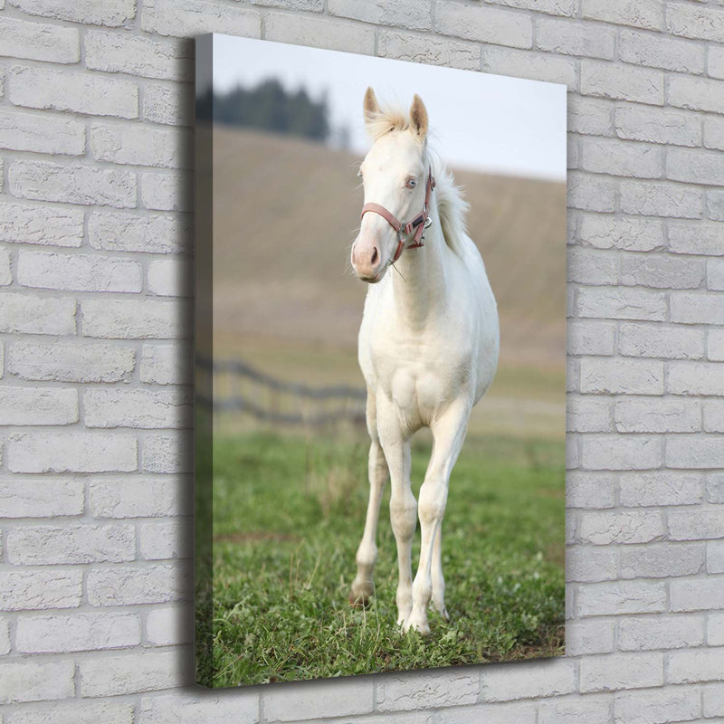 Albino Horse - Wrapped Canvas Print