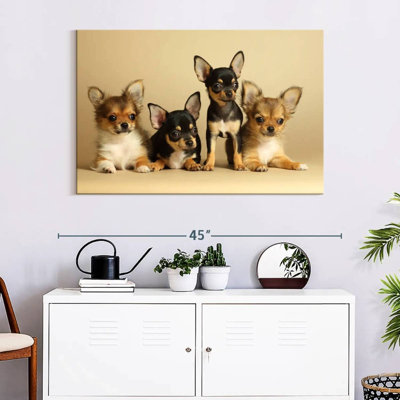 Adorable Chihuahua Dogs