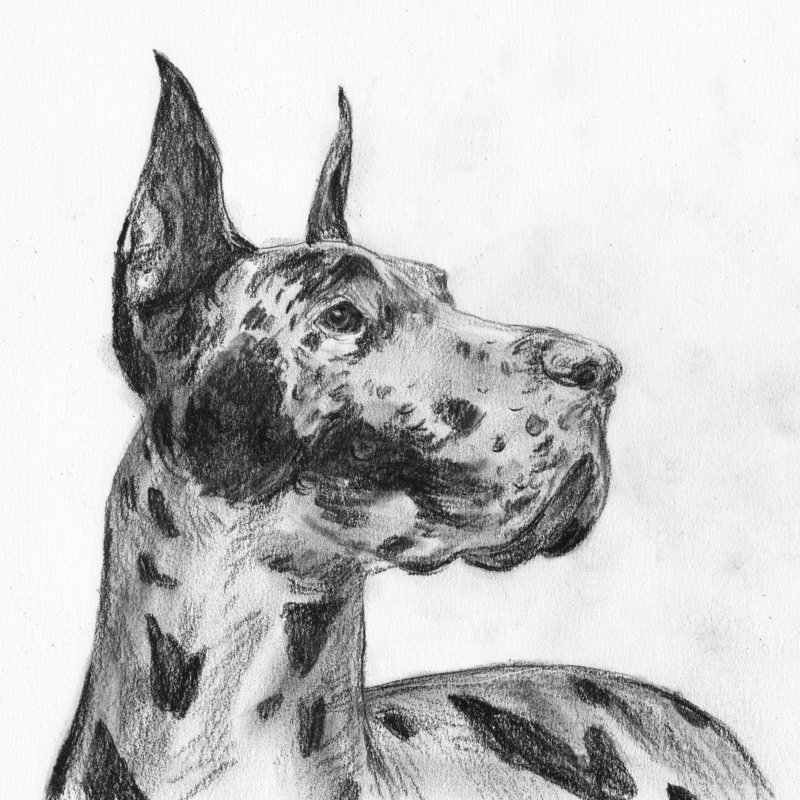 Great Dane Portrait II by Melissa Wang - Wrapped Canvas Painting, 76cm H x 76cm W x 3.8cm D