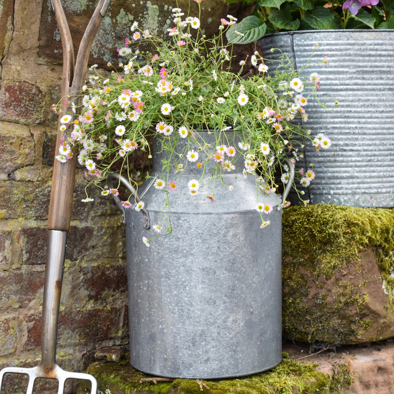 Galvanised Milk Churn H42cm