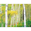 Autumn Aspen Grove Print by Bruce Heinemann-71199783-71199784-92903899