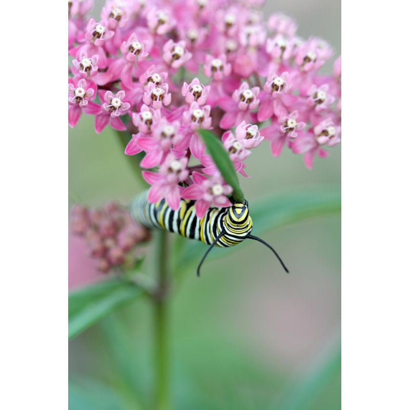 Havilland Timmy - Wrapped Canvas Print, 46 cm H x 30 cm W x 3.8 cm D