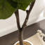Figuier en figuier avec pot Portell-844837719-840316665
