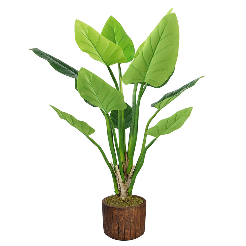Panama Philodendron plante en pot