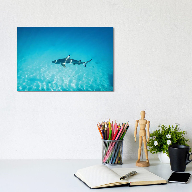 Sun Rays Reef Shark by James Vodicka - Wrapped Canvas Gallery-Wrapped Canvas Giclée, 20.32 cm H x 30.48 cm W