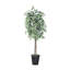 Ficus panaché économique naturel en pot économique