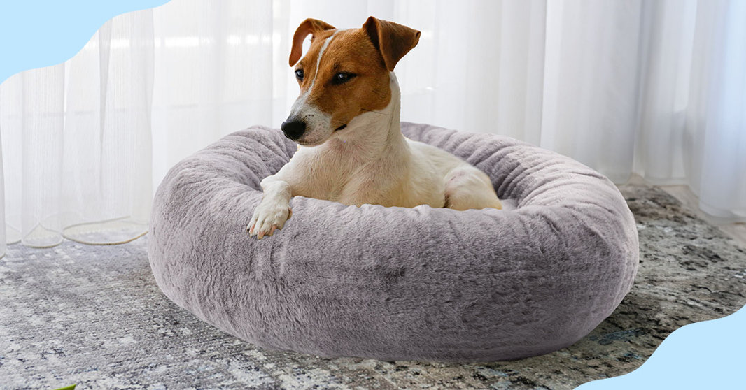 Spoil your Furry Friends
