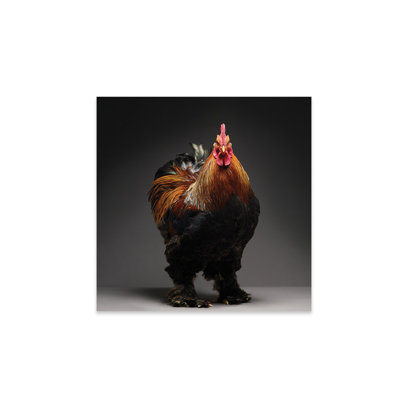 Cochin par CHICken - peinture sans cadre