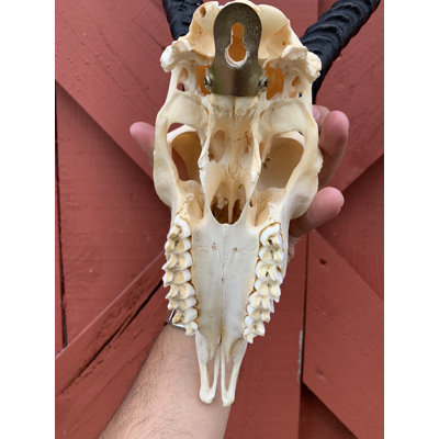Aswath Real Springbok Antelope Skull