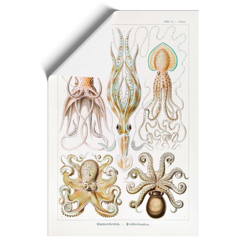 Octopus And Squid - No Frame Print, 59cm H x 42cm W x 0.1cm D