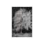Tree In The Snow Print by Harold Davis-26937461-26937470