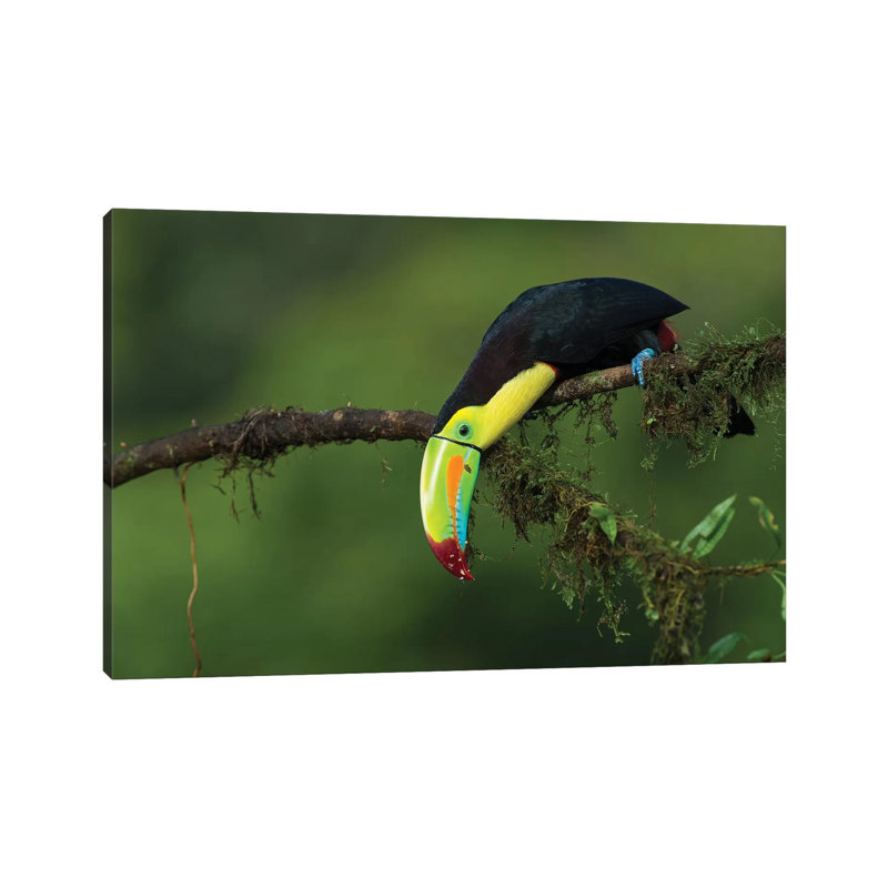 The Colours Of Costa Rica by Fabio Ferretto - Wrapped Canvas Print, 66.04 cm H x 45.72 cm W
