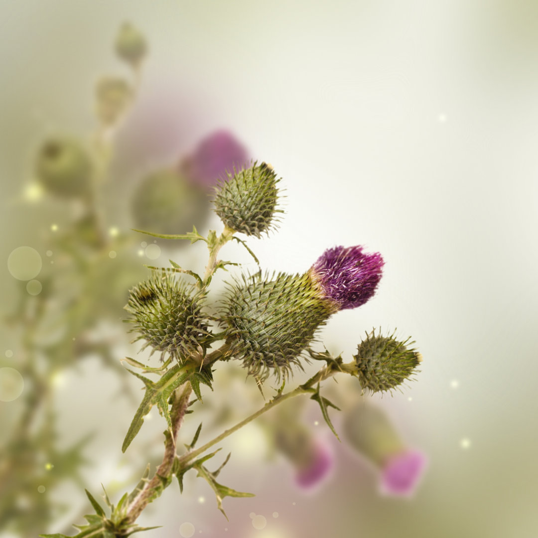 Sumfleth Closeup of Thistle von Tonivaver - Leinwandfoto im Wickel