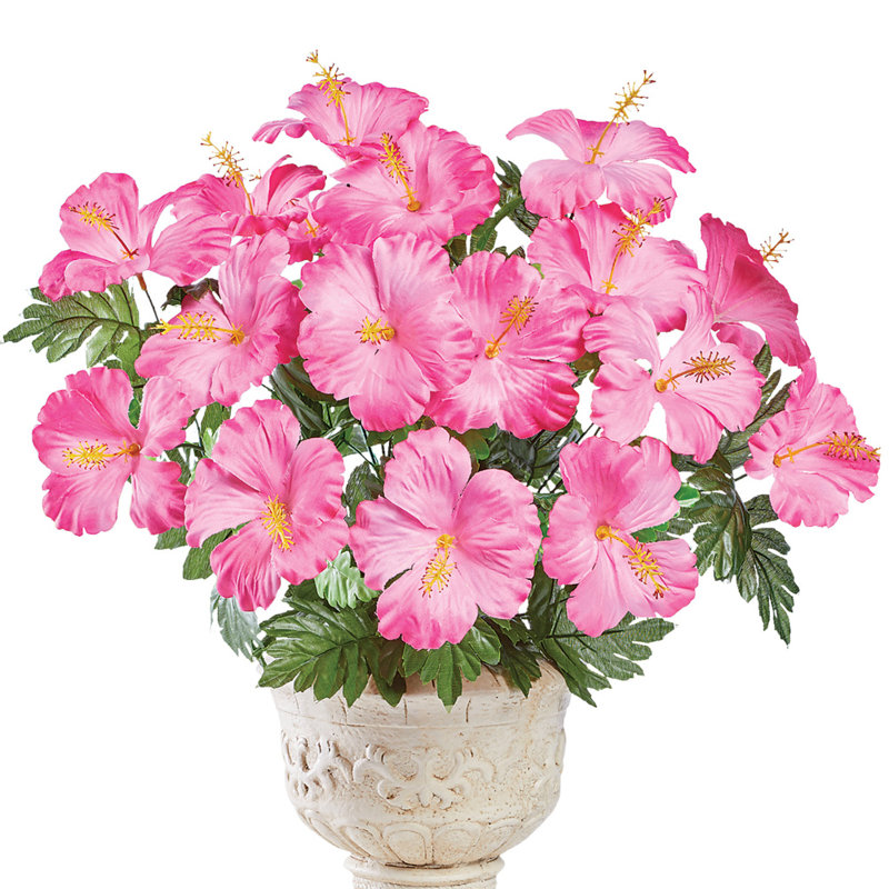 Buissons d'hibiscus, Rose