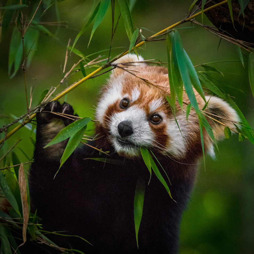 Porträt des Roten Pandas von Zocha_K - Druck auf Leinwand ohne Rahmen