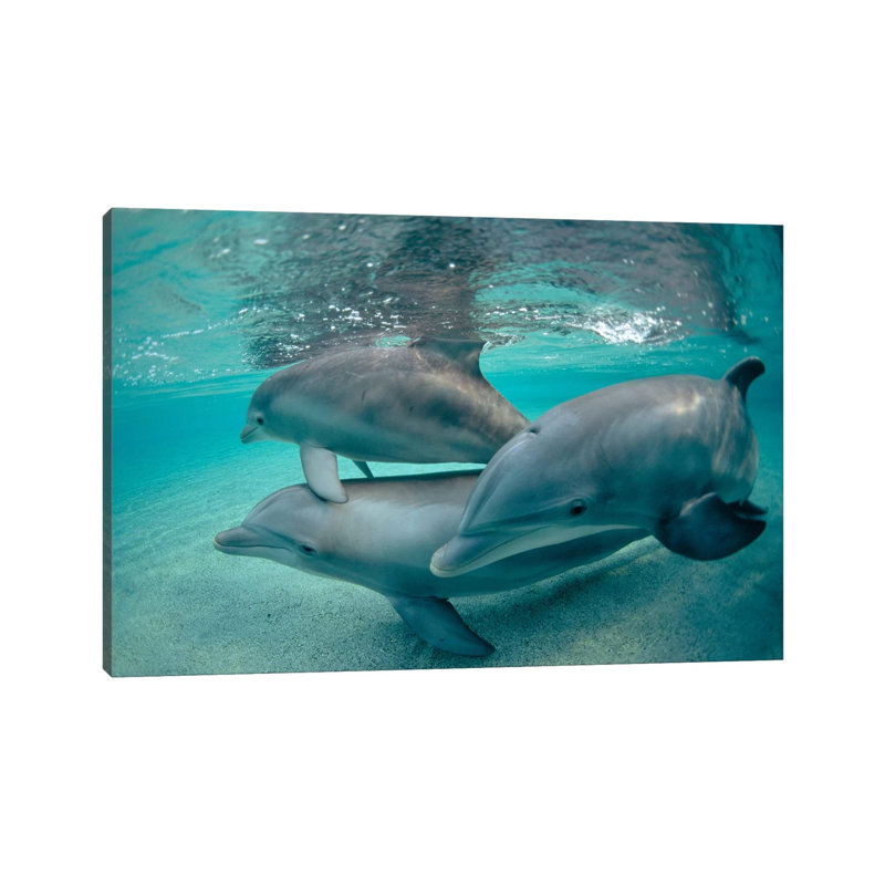 Bottlenose Dolphin Underwater Trio, Hawaii by Flip Nicklin - Wrapped Canvas Gallery-Wrapped Canvas Giclée