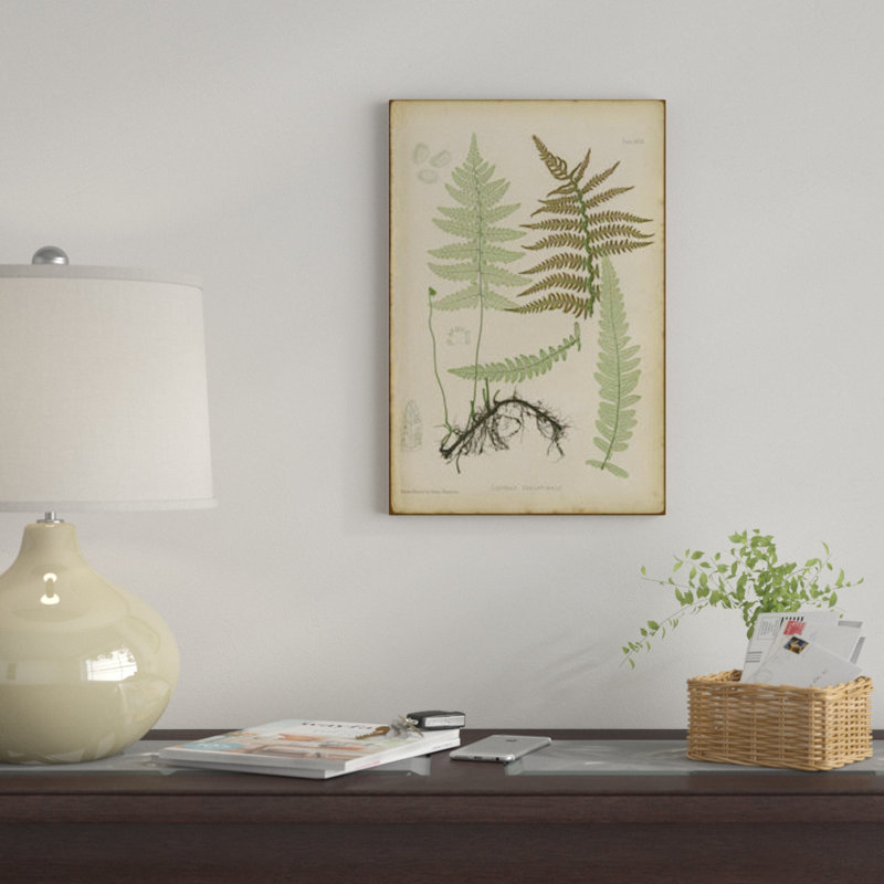 «Lastrea Thelypteris», impression sur toile, H 18 po x l 12 po x P 1,5 po, Pas de tapis, Toile tendue