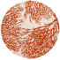 Beige/Terracotta