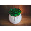 Plante de bureau succulente en pot 2 pièces