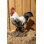 Rooster Statue