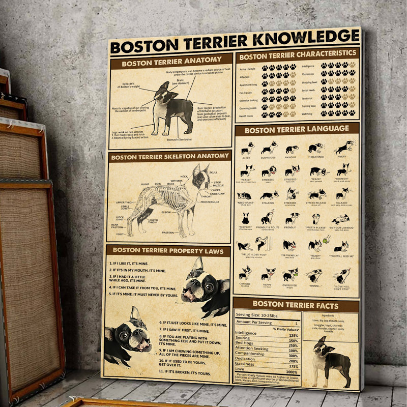 Toile tendue Boston Terrier 2 avec connaissances - décor animal de compagnie, noir et beige, H 36 po x l 24 po x P 2 po