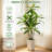 6FT Faux Dracaena Tree