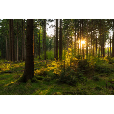 Spring Forest by Wlad74 - Wrapped Canvas Print