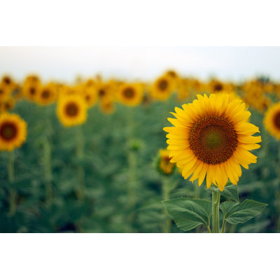 Sunflower by Fgorgun