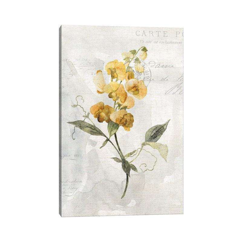 Canary Linen Sweetpea by Carol Robinson - Print on Canvas, 66.04 cm H x 45.72 cm W x 3.175 cm D, Wrapped Canvas