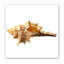 Sea Shell Horn Print-1618128472-1639556537
