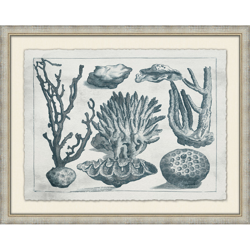 Aquatic Specimines 6 Print
