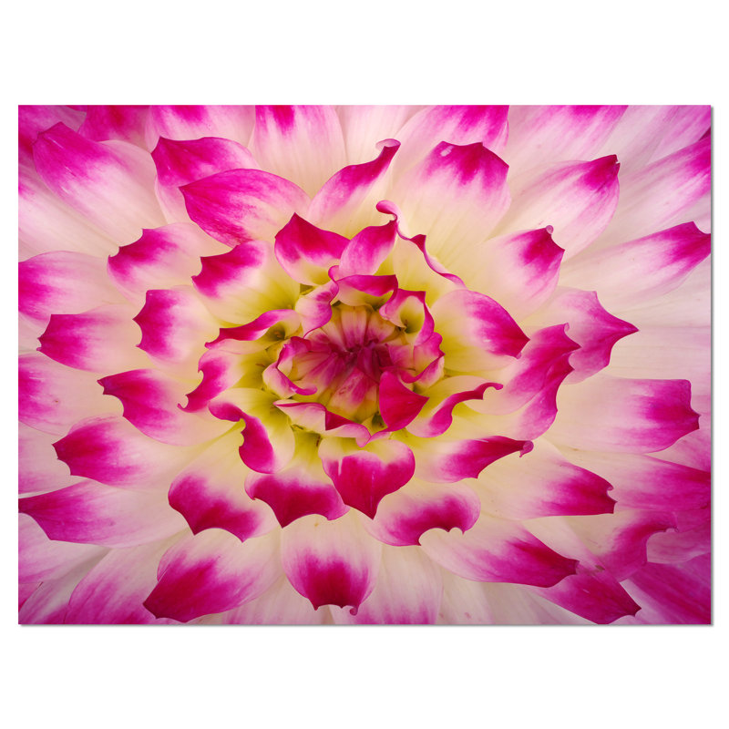 Photographie « smooth white rose pétales », H 20 po x l 20 po x P 1 po, Toile tendue