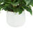 Rohdea Japonica Bush in Round Planter